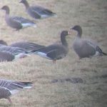 White fronted Goose Coltfield 1 Apr 2018 Bob Proctor 2
