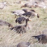 White fronted Goose Findhorn Bay 15 Apr 2015 Richard Somers Cocks