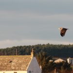 White tailed Eagle Spey estuary 19 Dec 2017 Martin Cook 2