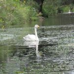 Whooper Swan Spynie Canal 7 Aug 2017