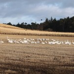 Whooper Swans near Lhanbryde 1 Jan 2013 Gordon Biggs 41