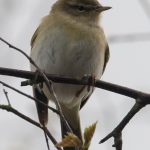 Willow Warbler Tomnamoon 20 Apr 2017 Mike Crutch