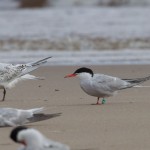 Common Tern Findhorn 16 Aug 2014 Richard Somers Cocks