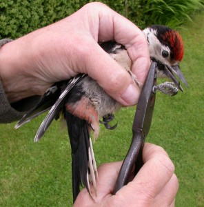 Ringing a Great Spotted Woodpecker