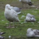 Glaucous Gull Lossie estuary 16 Jul 2018 Henry Farquhar