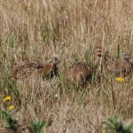Grey Partridge Lossiemouth 10 Aug 2018 Allan Lawrence