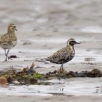 Pacific Golden Plover Findhorn Bay 13 Aug 2018 Richard Somers Cocks 2