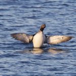 Black throated Diver Burghead Bay 29 Oct 2018 Richard Somers Cocks 1