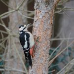 Great Spotted Woodpecker Kinloss 3 Oct 2018 Allan Lawrence 3