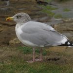Herring Gull argentatus Burghead 4 Oct 2018 Jack Harrison
