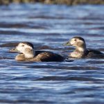 Long tailed Ducks Findhorn Bay 29 Oct 2018 Richard Somers Cocks