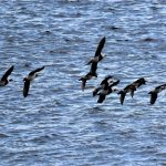 Long tailed Ducks Lossiemouth 21 Oct 2018 George McCrae 2