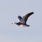 Snow Goose Findhorn Bay 10 Oct 2018 Richard Somers Cocks 1
