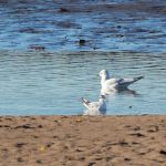 Little Gull Spey estuary 1 Nov 2018 Martin Cook