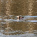 Long tailed Duck Dallachy 10 Nov 2018 Martin Cook