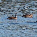 Long tailed Ducks Dallachy 1 Nov 2018 Martin Cook