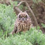 Short eared Owl Netherton 18 Jul 2015 Richard Somers Cocks 1