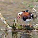 Mandarin Duck Loch Spynie 21 Apr 2019 Bob McMillan 1
