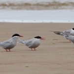 Arctic and Common Terns Findhorn 26 Jul 2015 Richard Somers Cocks