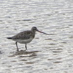 Bar tailed Godwit Burghead 10 Oct 2013 Alison Ritchie