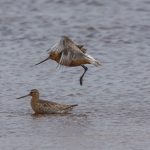 Bar tailed Godwit Lossie estuary 14 Jul 2017 David Main 2P