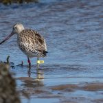 Bar tailed Godwit Lossie estuary 27 Sep 2016 David Main