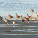 Barnacle Geese Findhorn Bay 3 Nov 2015 Richard Somers Cocks 1