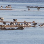 Barnacle Geese Findhorn Bay 7 Sept 2015 Richard Somers Cocks
