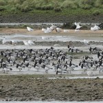 Barnacle Geese Tugnet 6 Oct 2015 005 Martin Cook