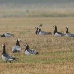 Barnacle Geese Tugnet 7 Oct 2015 4P Martin Cook