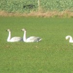 Bewicks Swans near Ardivot 26 Jan 2016 Duncan Gibson P
