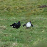 Black Grouse Moray 8 Apr 2016 Alison Ritchie