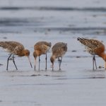 Black tailed Godwits Findhorn Bay 7 May 2018 Richard Somers Cocks