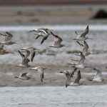 Black tailed and Bar tailed Godwits Findhorn Bay 15 May 2017 Richard Somers Cocks