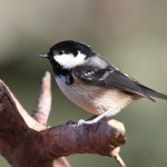 Coal Tit Lossie Forest 2 copy