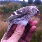 Common Redpoll Gow Moss 22 Oct 2016 Alastair Young 2