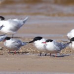 Common and Sandwich Terns Findhorn beach 3 May 2016 Richard Somers Cocks P