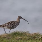 Curlew Buckie 13 January 2018 Nick Mellor