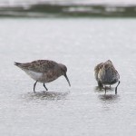 Curlew Sandpiper Findhorn Bay 20 May 2016 Richard Somers Cocks P