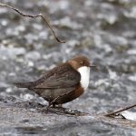 Dipper Forres 13 Feb 2018 Richard Somers Cocks 1