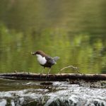 Dipper Forres 6 May 2018 Allan Lawrence