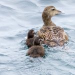 Eider Findochty 29 May 2017 Alison Ritchie 2P