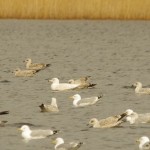 Glaucous Gull Loch Spynie 19 Mar 2016 Robert Carberry