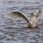 Glaucous Gull Lossie estuary 26 Apr 2018 David Main 1
