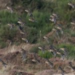 Golden Plover Findhorn dunes 6 Oct 2016 Mike Crutch 1