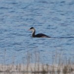 Great Crested Grebe Findhorn Bay 14 Jan 2016 Richard Somers Cocks P
