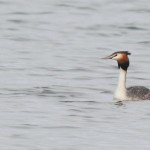 Great Crested Grebe Loch Spynie 15 May 2014 Grahame Anderson