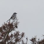 Great Grey Shrike west of Loch Kirkcaldy 28 Oct 2016 Mike Crutch P