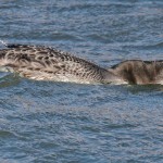 Great Northern Diver Burghead harbour 20 Feb 2014 Tony Backx 1