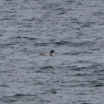 Great Northern Diver off Findhorn 18 May 2015 Richard Somers Cocks